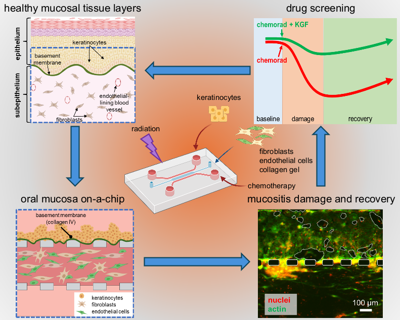 Researchers at the School of Engineering Develop Novel Tissue Chip to Study Oral Mucositis